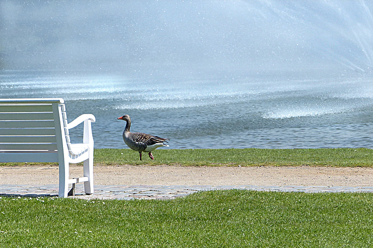 bird, goose, greylag goose, water, bank, cooling, water fountain