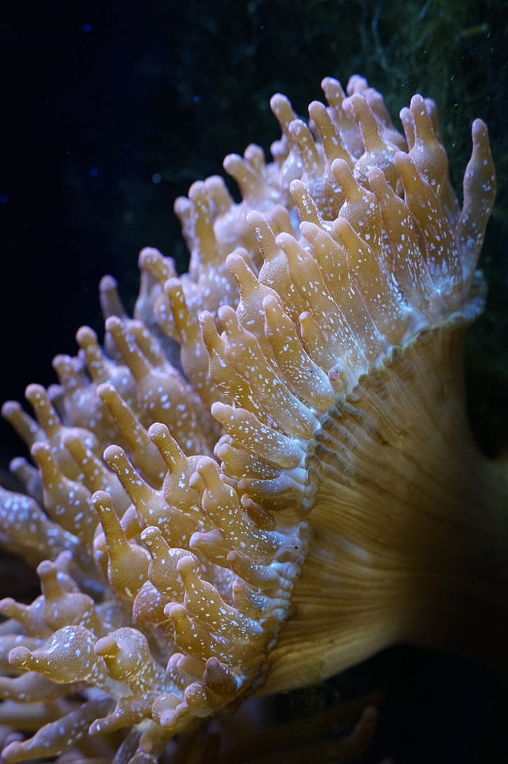 anemoner, sjøanemoner, undersjøiske verden, akvarium, sjøen, skapning, undervanns