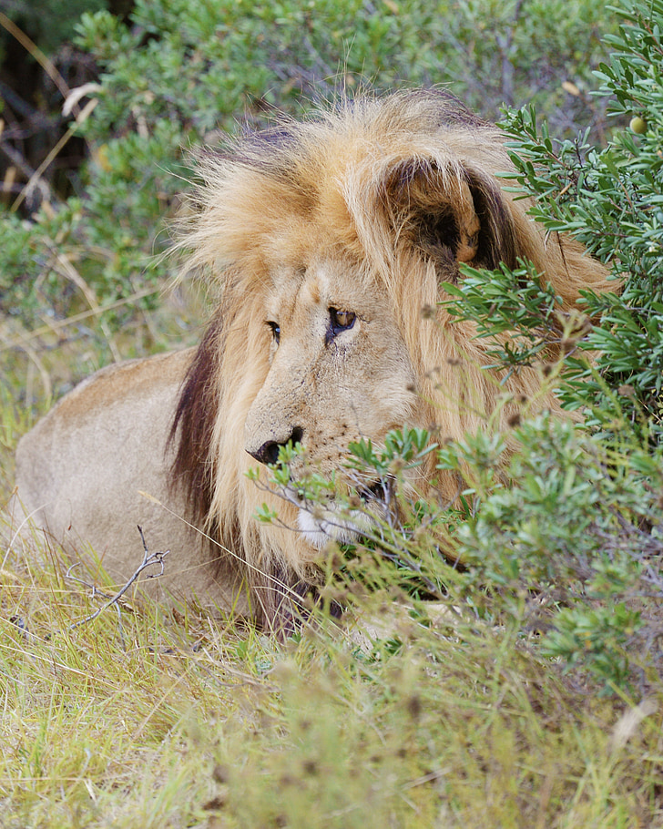 Leu, Africa de Sud, colea national park