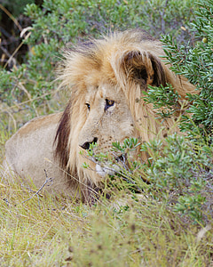 lion, south africa, addo national park