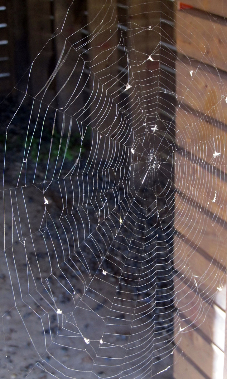 Spinnennetz, Spinnennetz, Spinne, Web, Thread, Arachnid, Insekt