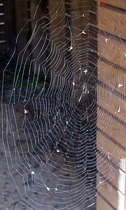 паутина, паутина, паук, веб, поток, Животные, насекомое