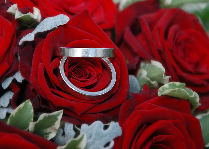 wedding rings, rings, wedding, roses, before