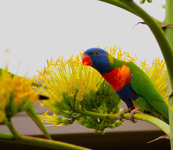 ptak, Lorikeet, kolorowe, dziób, Rainbow, pióro, Australia