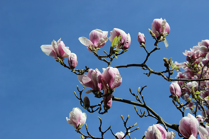 magnolija žiedų, tulpių magnolija, filialas, pavasarį, Harbinger pavasarį, rožinės spalvos, Gamta