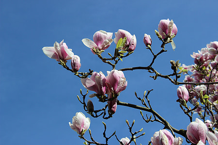 magnoolia õis, Tulip magnolia, filiaali, kevadel, juba kevadel, roosa värv, loodus