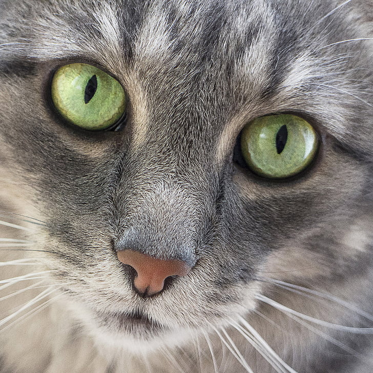 Зеленые Кошачьи Глаза Фото