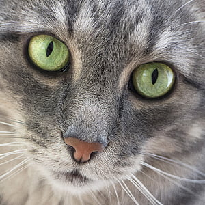 chat, yeux verts, mignon, tête, Mieze, animal, yeux de chat