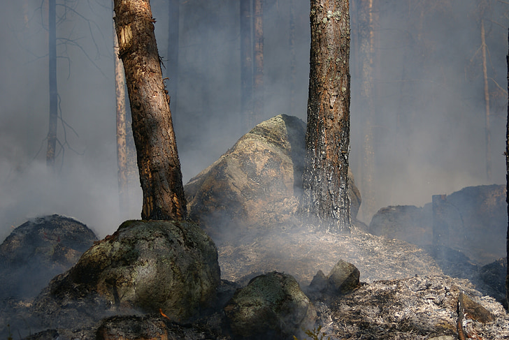 gozdni požar, båtfors, ogenj, pepel, dima, pereč, pekoč občutek za ohranjanje