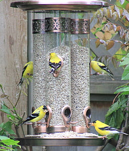 Golden finch, vtáčie krmítko, jesť, Backyard, pozorovanie vtákov, vták, zviera