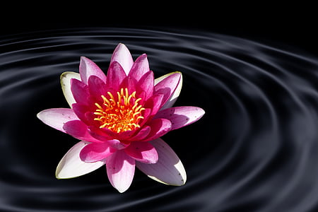 fleur de Lotus, lis d’eau, eau, vague, fleur de Lotus, étang, été
