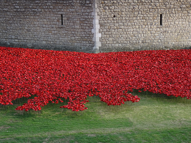 flowers, england, tower, london, commemorate, poppies, red