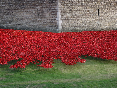 bloemen, Engeland, toren, Londen, herdenken, papavers, rood