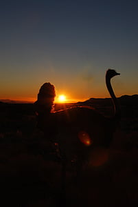 букет, Захід сонця, страуса, Африка, Намібія, світло назад