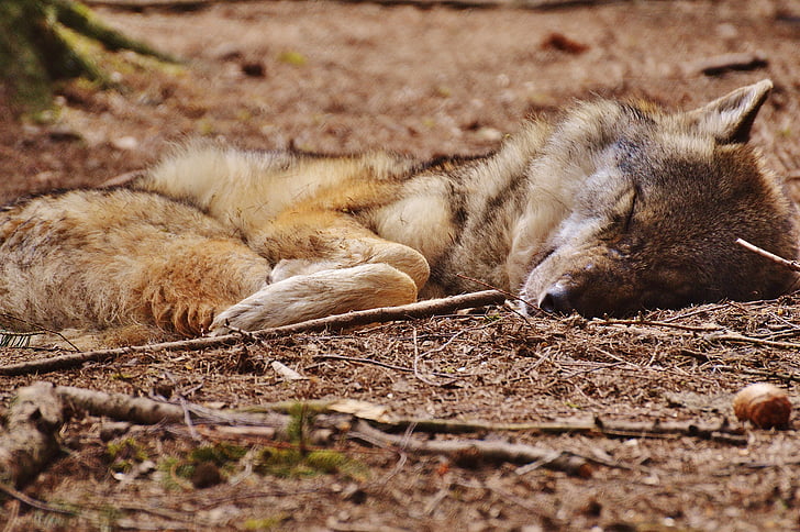 vilkas, Karlsrūjėje poing, miega, atsipalaidavęs, gyvūnų, laukinių gyvūnų, gyvūnų pasaulis