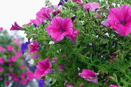 violetti, kukat, Luonto, violetti kukka, luonnollinen, vaaleanpunainen, Bloom