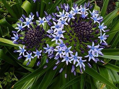 flower, blue, nature, blossom, bloom, background, blue white