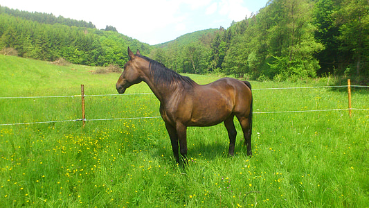 horse, mare, pasture