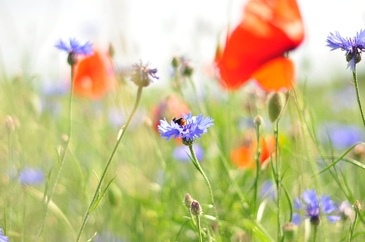 Meadow, fleur, coquelicot, bleuet des champs, Blossom, Bloom, Prairie d’été