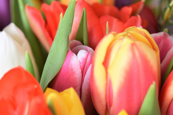 tulpės, Strauss, gėlės, puokštė, tulpių puokštė, Federalinė vyriausybė, spalvinga