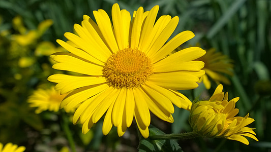 flors de primavera, sol, groc