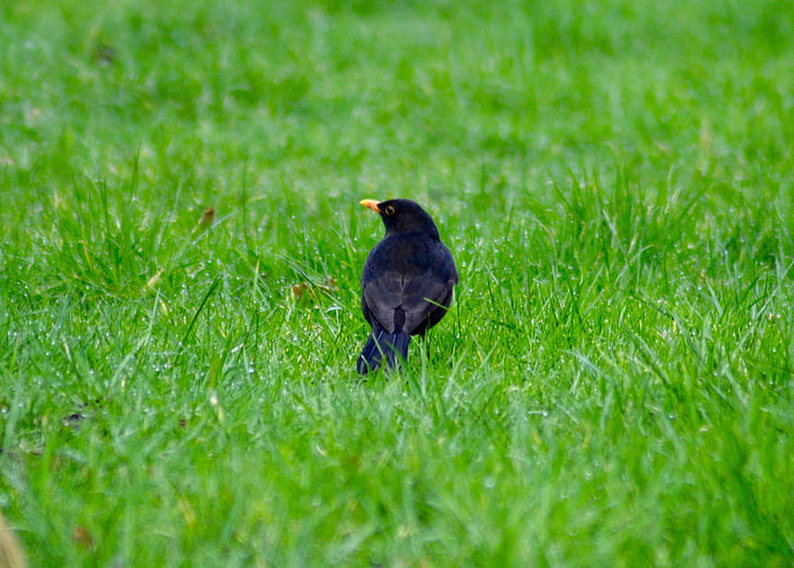 Crna ptica, Velika Britanija, trava, zelena