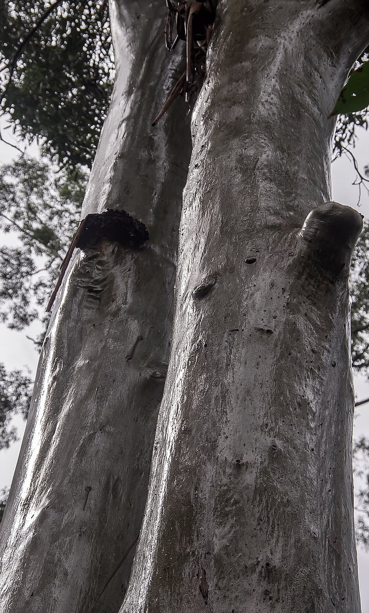 stabla, kiša šuma, šuma, kiša, mokro, Australija, Queensland