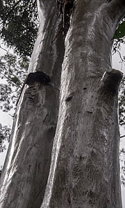 puut, sademetsä, Metsä, sadetta, märkä, Australia, Queensland