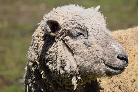con cừu, Trang trại, woolly, nông thôn, chăn nuôi, vùng nông thôn