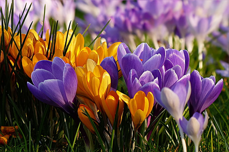 flor, Crocus, violeta, amarillo, bloomer de principios, jardín, púrpura