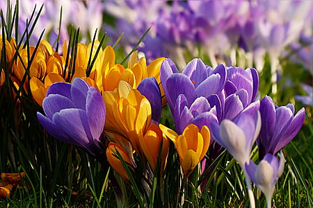 花, クロッカス, バイオレット, イエロー, 早咲きの花, ガーデン, 紫