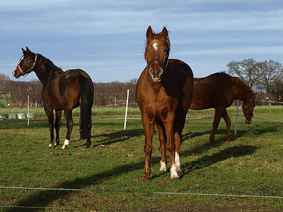 馬, 牧草地, 自然, カップリング, 放牧, 明るい茶色