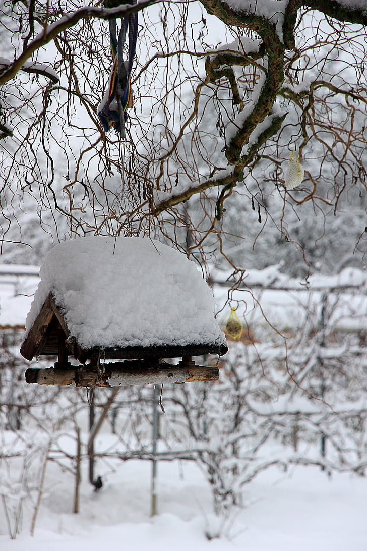 winter, snow, white, bird feeder, aviary, bird, cold