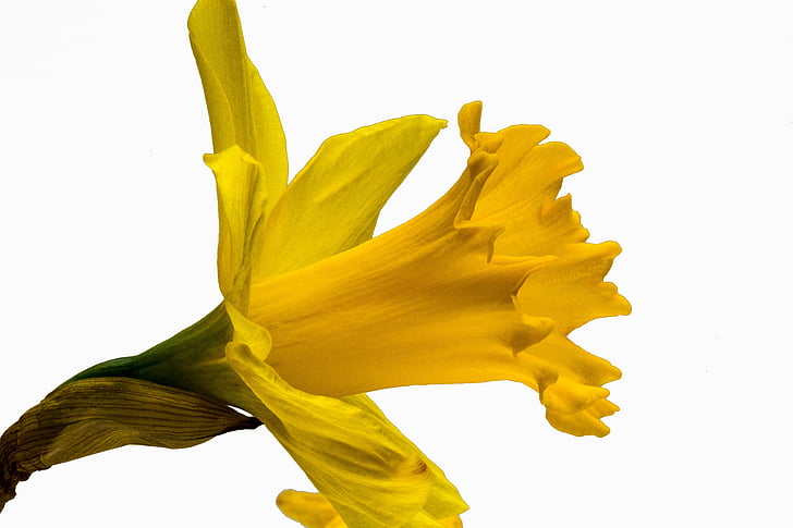 pseudonarcissus del narciso, Narciso, Giallo narciso, ostergloeckchen, tempo di fioritura, Pasqua, Narciso non corretto