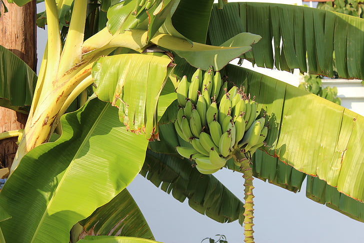 bananer, Palm, træ, banan, frugt, natur, mad