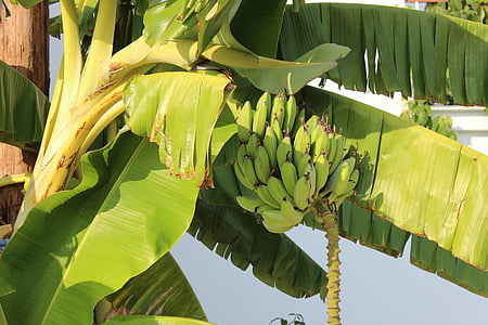 bananer, Palm, treet, banan, frukt, natur, mat