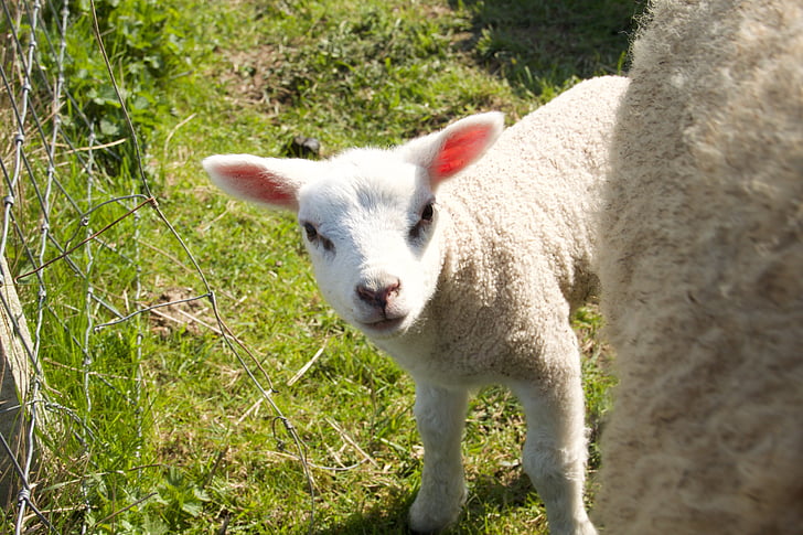 春, 子羊, 羊, 若い, 動物, 牧草地, アウトドア ライフ