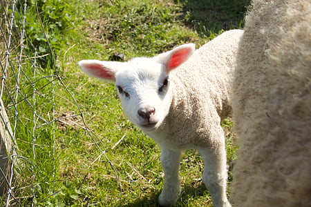 Primavera, cordeiros, ovelhas, jovem, animal, pasto, vida ao ar livre