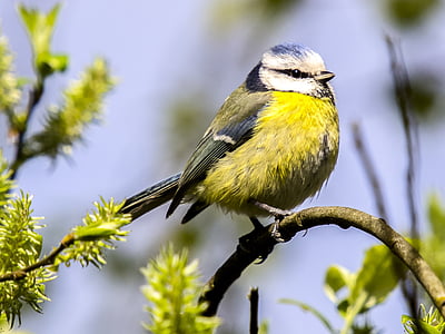 Herrerillo común, tit, pájaro, Songbird, pájaro del jardín, naturaleza, animal