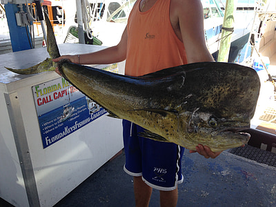 dupin, uhvatiti, ribar, Key Westa, riba, čudno, plodovi mora