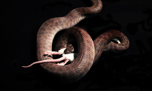 змея, змеи едят, мышь, Рептилия, животное, питание, Дикая природа
