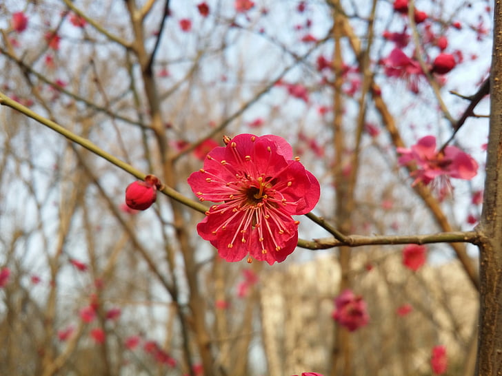 Prem, bunga Plum, Prem merah, blossom Plum aprikot, bunga musim semi