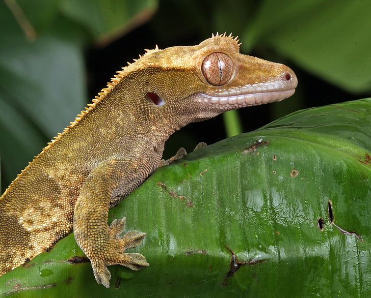 hayvan fotoğraf, yakın çekim, Gecko, kertenkele, Makro, doğa, Yeni Kaledonya tepeli gecko