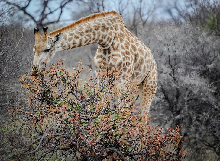 giraffe, eating, animal, mammal, wildlife, wild, africa