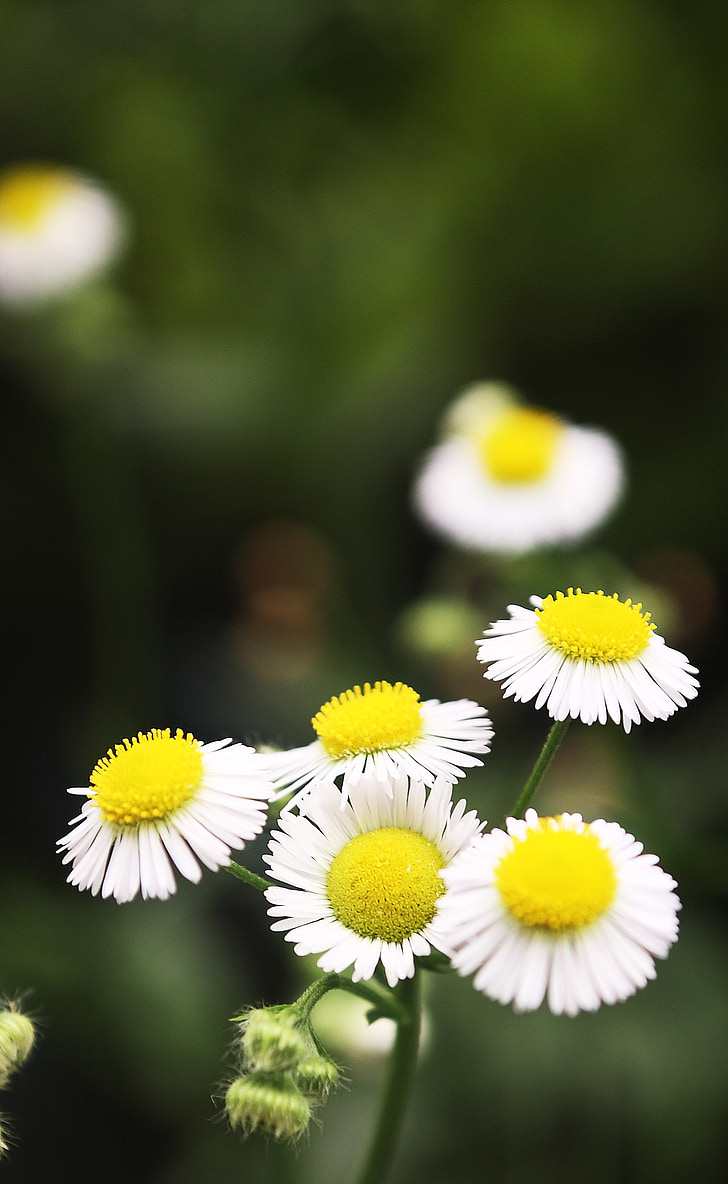 blommor, naturen, våren, trädgård, äng, vit, Daisy