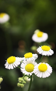 kvety, Príroda, jar, Záhrada, lúka, biela, Daisy