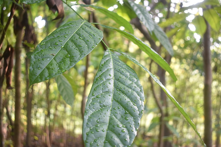 dew, leaf, fresh, green, nature, drop, environment