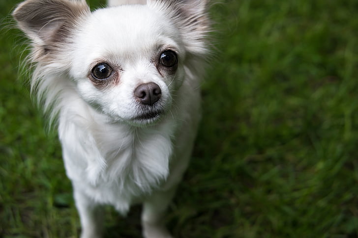 Chihuahua, chien, Chiwawa, vue, bon, attention, yeux