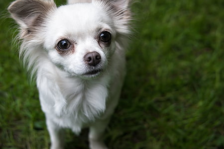 Chihuahua, kutya, chiwawa, nézet, jó, figyelmet, szemét