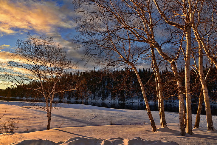 vinterlandskap, snö, Björk, frusen sjö, naturen, Twilight, solnedgång